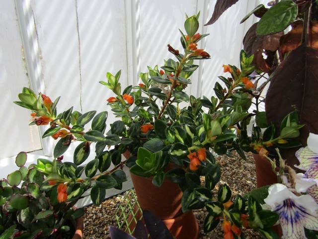 Nematanthus gregarius variegatus
